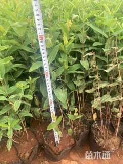 高度25厘米金丝桃