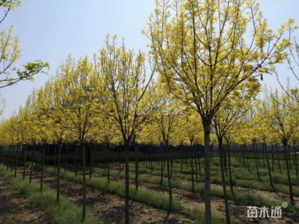 金叶白蜡