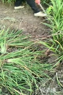 高度30厘米常绿萱草