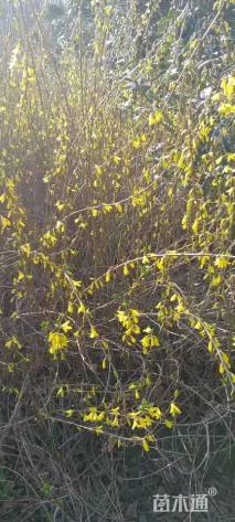 高度60厘米连翘小苗