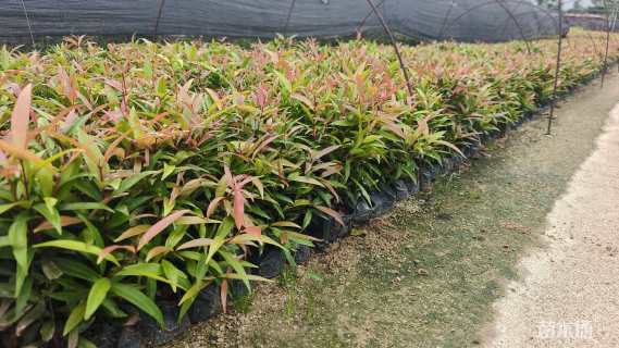 高度25厘米红车