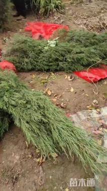 高度300厘米蜀桧