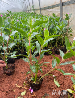 高度35厘米长春花