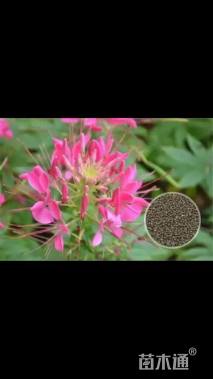 醉蝶花种子