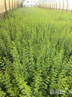 小杯苗亮晶女贞小苗