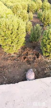 冠幅100厘米金边黄杨球