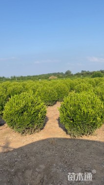 高度80厘米瓜子黄杨