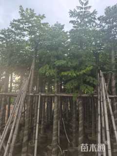 8公分复羽叶栾树