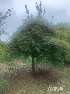 高度200厘米羽毛枫