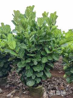 高度150厘米琴叶榕