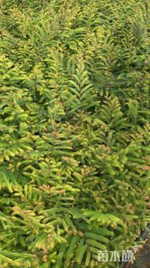 高度20厘米余甘子