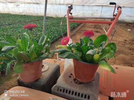 高度20厘米雏菊