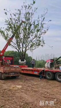 15公分(5杆)丛生朴树