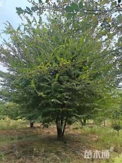 35公分丛生榔榆