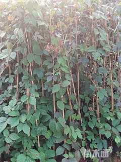30厘米爬山虎