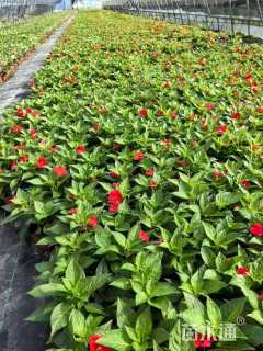 高度10厘米超级凤仙花