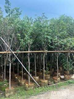 4公分福建山樱花