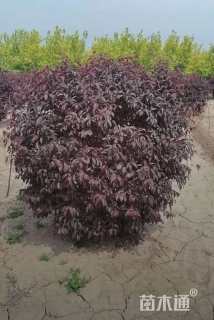 高度100厘米红叶李球