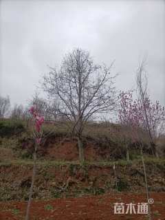 25公分二乔玉兰