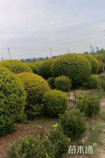 冠幅200厘米金冠女贞球