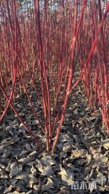 高度100厘米红瑞木