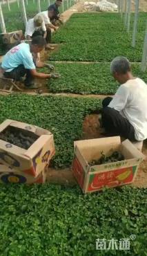 高度15厘米蛇莓