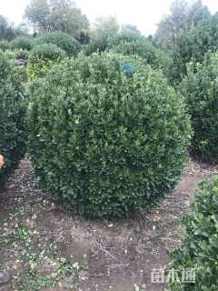 冠幅150厘米大叶黄杨球