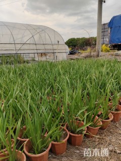 高度25厘米鸢尾