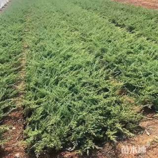 高度30厘米铺地柏