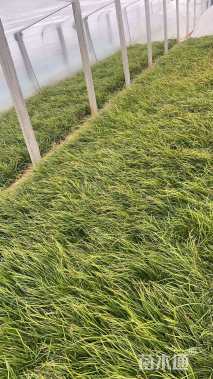 高度10厘米麦冬