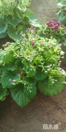 高度25厘米瓜叶菊