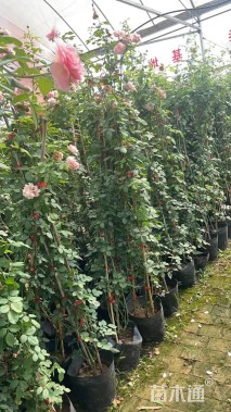 100厘米藤本月季