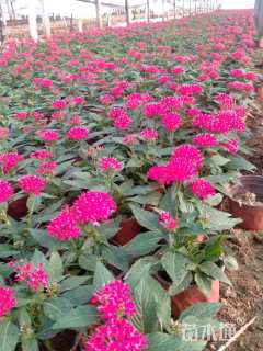 高度20厘米五星花