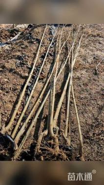 高度300厘米法桐小苗