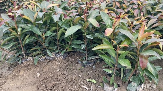 高度40厘米青珊瑚