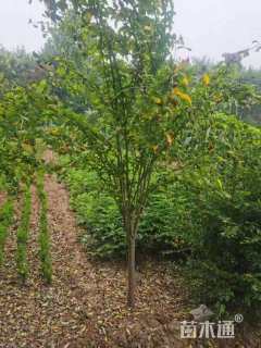 高度200厘米木槿