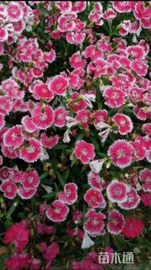 高度25厘米五彩石竹