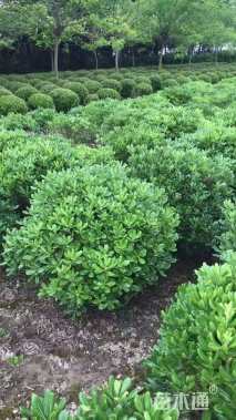 冠幅60厘米海桐球