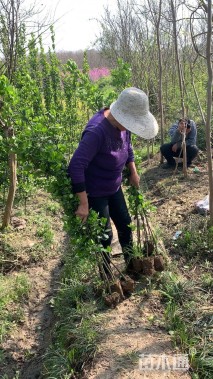 高度170厘米北海道黄杨