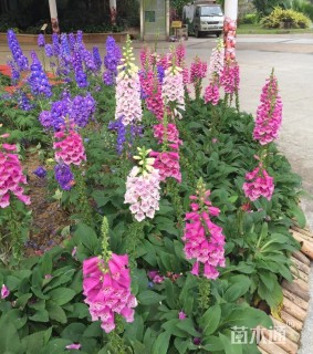 高度10厘米毛地黄