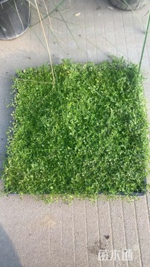 高度5厘米金莎蔓