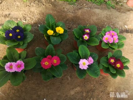 报春花