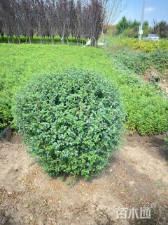 冠幅80厘米小叶女贞球