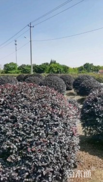 冠幅180厘米红花继木球