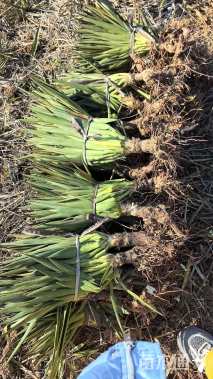 高度35厘米凤尾兰