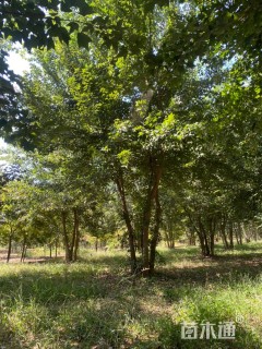 高度600厘米丛生三角枫