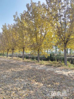 22公分金叶复叶槭