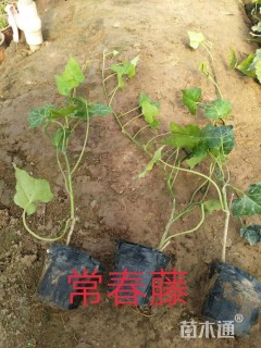 主蔓长50厘米常春藤