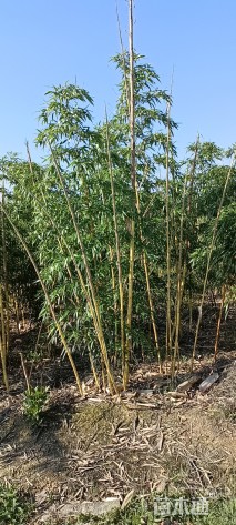 地栽苗黄秆乌哺鸡竹