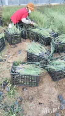 高度40厘米坡地毛冠草